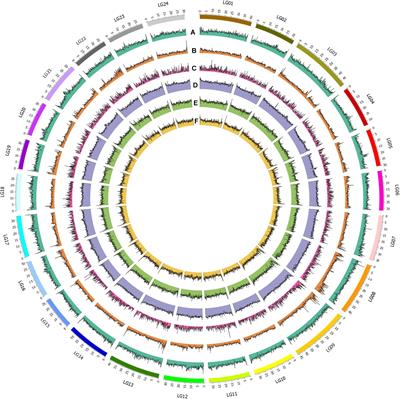 Updated Genome Assembly of Bighead Carp (Hypophthalmichthys nobilis) and Its Differences Between Male and Female on Genomic, Transcriptomic, and Methylation Level